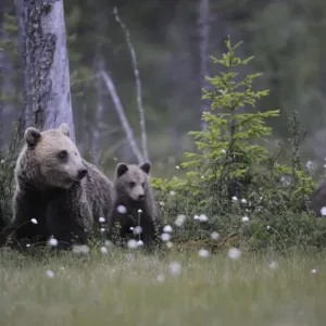 Eurasian brown bear (Ursus arctos) with three cubs, Suomussalmi, Finland, July 2008 Eurasian brown bear (Ursus arctos) with three cubs, Suomussalmi, Finland, July 2008