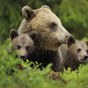 Eurasian brown bear (Ursus arctos) with two cubs, Suomussalmi, Finland, July 2008