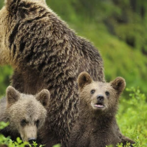 Eurasian brown bear (Ursus arctos) mother with two cubs, Suomussalmi, Finland, July 2008