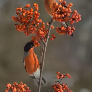Eurasian bullfinch (Pyrrhula pyrrhula) male on a branch feeding on Rowan (Sorbus Eurasian bullfinch (Pyrrhula pyrrhula) male on a branch feeding on Rowan (Sorbus