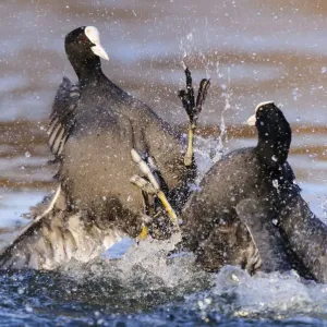 El cuclillo de Eurasia (Fulica atra) machos luchando por territorio. Londres, Inglaterra, Reino Unido. Diciembre. El cuclillo de Eurasia (Fulica atra) machos luchando por territorio. Londres, Inglaterra, Reino Unido. Diciembre.