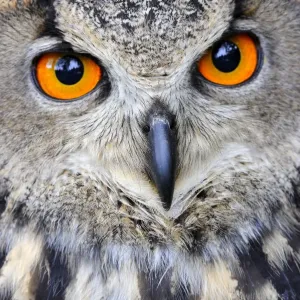 Eurasian eagle-owl (Bubo bubo) captive, France Eurasian eagle-owl (Bubo bubo) captive, France