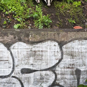 Eurasian / European badger (Meles meles) outside urban sett behind wall with graffiti