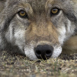 Eurasian / European / Forest Wolf (Canis lupus lupus) head portrait resting on ground