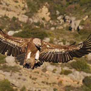 Eurasian Griffon vulture, Gyps fulvus, at wildlife watching and vulture feeding site