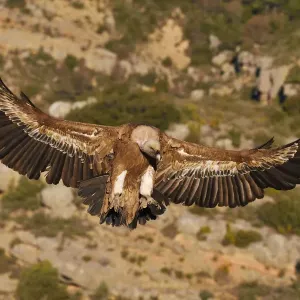 Eurasian Griffon vulture Print, Pre-Pyrenees landscape Eurasian Griffon vulture Print, Pre-Pyrenees landscape