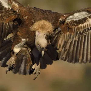 Eurasian Griffon vulture, Gyps fulvus, at wildlife watching and vulture feeding site Eurasian Griffon vulture, Gyps fulvus, at wildlife watching and vulture feeding site