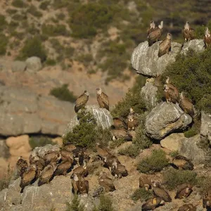 Eurasian Griffon vulture, Gyps fulvus, at wildlife watching and vulture feeding site Eurasian Griffon vulture, Gyps fulvus, at wildlife watching and vulture feeding site