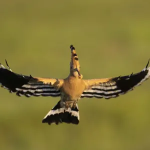 Eurasian Hoopoe in Flight with Grub Print Eurasian Hoopoe in Flight with Grub Print