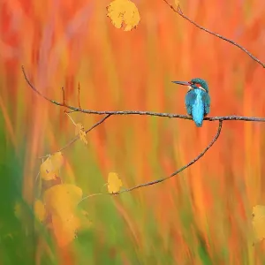 El alción común (Alcedo atthis) posado en una rama en otoño, Parque Natural Sierra de Grazalema, Andalucía, sur de España. Noviembre. Premios Internacionales a la Naturaleza 2023 - Muy Honrado - Categoría Aves El alción común (Alcedo atthis) posado en una rama en otoño, Parque Natural Sierra de Grazalema, Andalucía, sur de España. Noviembre. Premios Internacionales a la Naturaleza 2023 - Muy Honrado - Categoría Aves