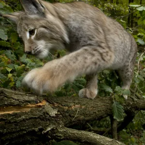 Eurasian lynx (Lynx lynx) climbing tree, Black Forest, Baden-Wurttemberg, Germany