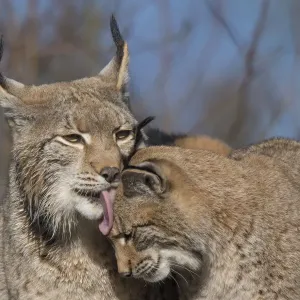 Eurasian Lynx Grooming Kitten Print Eurasian Lynx Grooming Kitten Print
