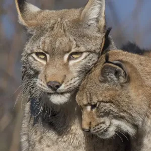 Eurasian Lynx Kitten Nuzzling Mother Print Eurasian Lynx Kitten Nuzzling Mother Print