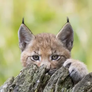Eurasian lynx (Lynx lynx) kitten, aged six weeks, hiding behind tree stump Eurasian lynx (Lynx lynx) kitten, aged six weeks, hiding behind tree stump