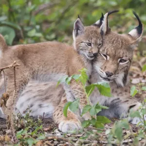 Eurasian lynx (Lynx lynx) kitten, aged eight weeks, cuddling with its mother Eurasian lynx (Lynx lynx) kitten, aged eight weeks, cuddling with its mother
