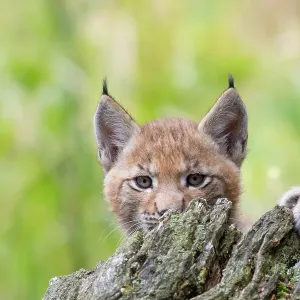 Eurasian Lynx Kitten Print Eurasian Lynx Kitten Print