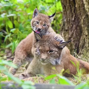 Eurasian lynx (Lynx lynx) kitten, age six weeks, showing affection towards its mother. Breeding and reintroduction program, Germany. Captive. July Eurasian lynx (Lynx lynx) kitten, age six weeks, showing affection towards its mother. Breeding and reintroduction program, Germany. Captive. July