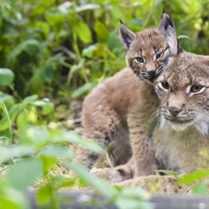 Eurasian lynx (Lynx lynx) kitten, aged six weeks, showing affection towards its mother