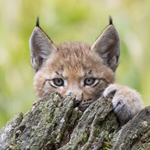 Eurasian lynx (Lynx lynx) kitten, aged six weeks, hiding behind tree stump