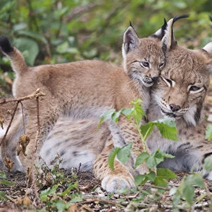 Eurasian lynx (Lynx lynx) kitten, aged eight weeks, cuddling with its mother