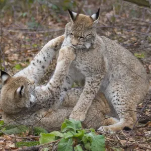 Two Eurasian lynx (Lynx lynx) kittens, aged eight months, play fighting Two Eurasian lynx (Lynx lynx) kittens, aged eight months, play fighting