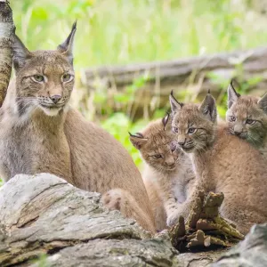Six-week-old Eurasian lynx kittens with their mother, captive print Six-week-old Eurasian lynx kittens with their mother, captive print