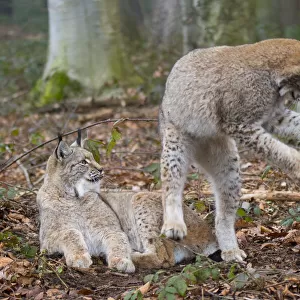 Two Eurasian lynx (Lynx lynx) kittens, aged eight months, one lying down