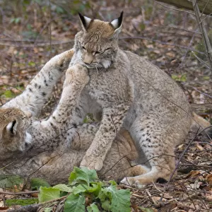 Two Eurasian lynx (Lynx lynx) kittens, aged eight months, play fighting