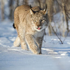 Eurasian lynx (Lynx lynx) walking in snow, Yaroslavl, Central Federal District, Russia