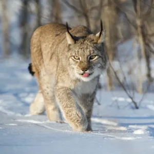 Eurasian lynx (Lynx lynx) walking in snow, Yaroslavl, Central Federal District, Russia Eurasian lynx (Lynx lynx) walking in snow, Yaroslavl, Central Federal District, Russia