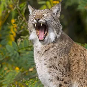 Eurasian lynx (Lynx lynx) yawning. Captive