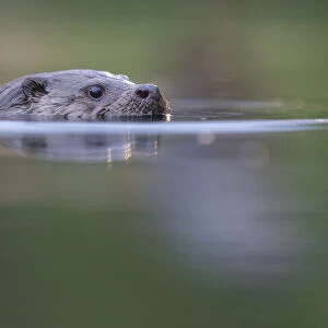 Eurasian otter (Lutra lutra) swimming, Pusztaszer reserve, Hungary. May
