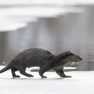 Eurasian Otter Print: Frozen Lake Scene Eurasian Otter Print: Frozen Lake Scene