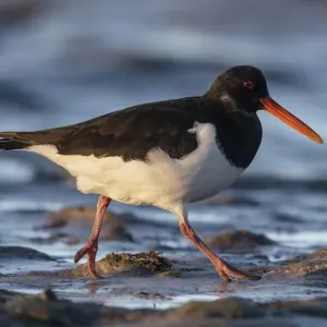 Eurasian Oystercatcher Print on Tidal Mudflats Eurasian Oystercatcher Print on Tidal Mudflats