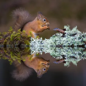 Eurasian red squirrel (Sciurus vulgaris) reflected in water, Cairngorms National Park