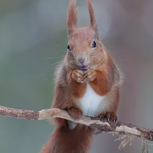 Eurasian red squirrel (Sciurus vulgaris) feeding, portrait. Bialowieza Forest UNESCO World Heritage Site, Poland. December