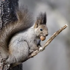 Eurasian Red Squirrel Print Eurasian Red Squirrel Print