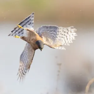 Eurasian sparrowhawk (Accipiter nisus), hunting snipe over marshland. London, England, UK Eurasian sparrowhawk (Accipiter nisus), hunting snipe over marshland. London, England, UK