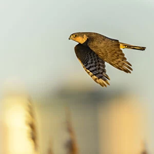 Eurasian sparrowhawk (Accipiter nisus), in flight over marshland