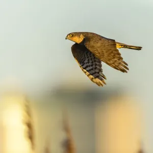 Eurasian sparrowhawk (Accipiter nisus), in flight over marshland Eurasian sparrowhawk (Accipiter nisus), in flight over marshland