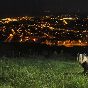 European Badger (Meles meles) on the North Downs above Folkestone. Kent, UK, June