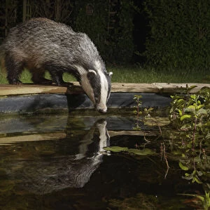 European badger (Meles meles) reflected in a garden pond as it drinks from it at night
