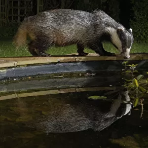European badger (Meles meles) reflected in a garden pond it is visiting to drink from at