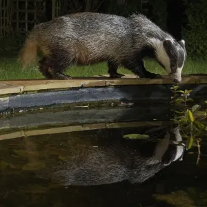 European badger (Meles meles) reflected in a garden pond it is visiting to drink from