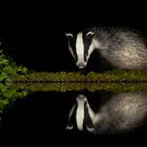 European badger (Meles meles) and reflection woodland pond at night. Scotland, UK