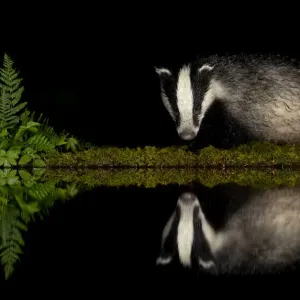 European Badger Print at Night, Woodland Pond Reflection European Badger Print at Night, Woodland Pond Reflection