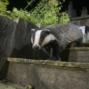 European badger print walking down garden steps at night