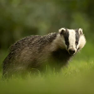 European badger (Meles meles) in woodland. Scotland, August