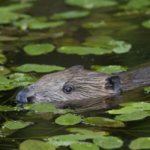 European Beaver (Castor fiber) amongst Pondweed (Potomogeton natans) in freshwater