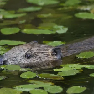 European Beaver amongst Pondweed Print
